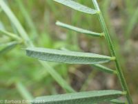 common vetch, garden vetch (<em>Vicia sativa var. angustifolia</em>)