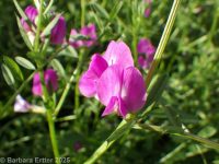 common vetch, garden vetch (<em>Vicia sativa var. angustifolia</em>)