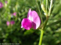 common vetch, garden vetch (<em>Vicia sativa var. angustifolia</em>)