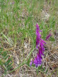 hairy vetch, winter vetch (<em>Vicia villosa var. villosa</em>)