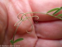 hairy vetch, winter vetch (<em>Vicia villosa var. villosa</em>)