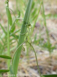 hairy vetch, winter vetch (<em>Vicia villosa var. villosa</em>)