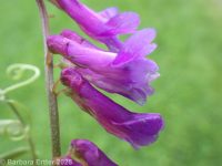 hairy vetch, winter vetch (<em>Vicia villosa var. villosa</em>)