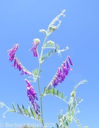hairy vetch, winter vetch (<em>Vicia villosa var. villosa</em>)