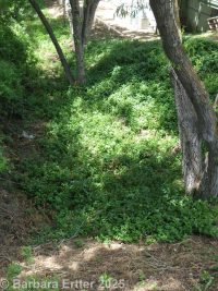 bigleaf periwinkle, great periwinkle (<em>Vinca major</em>)
