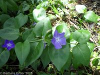 bigleaf periwinkle, great periwinkle (<em>Vinca major</em>)