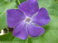 bigleaf periwinkle, great periwinkle (<em>Vinca major</em>)