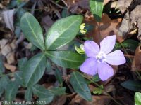 common or lesser periwinkle (<em>Vinca minor</em>)