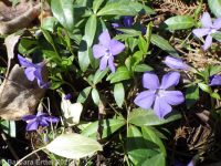 common or lesser periwinkle (<em>Vinca minor</em>)