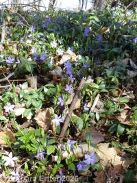 common or lesser periwinkle (<em>Vinca minor</em>)