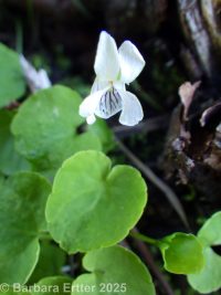 small white violet (<em>Viola macloskeyi</em>)