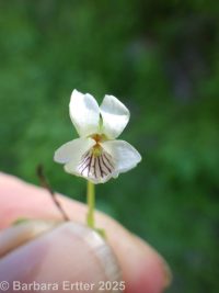 small white violet (<em>Viola macloskeyi</em>)