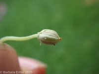 small white violet (<em>Viola macloskeyi</em>)