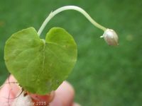 small white violet (<em>Viola macloskeyi</em>)