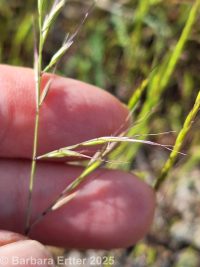 small fescue (<em>Vulpia microstachys</em>)