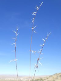 small fescue (<em>Vulpia microstachys</em>)