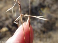 small fescue (<em>Vulpia microstachys</em>)