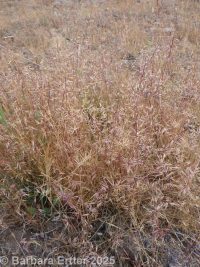 small fescue (<em>Vulpia microstachys</em>)