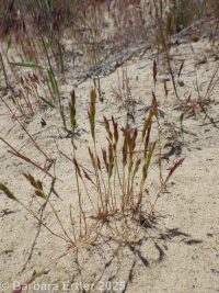 six-weeks fescue (<em>Vulpia octoflora</em>)