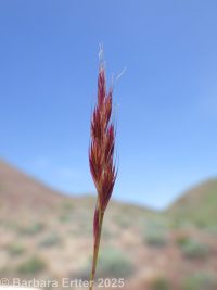 six-weeks fescue (<em>Vulpia octoflora</em>)