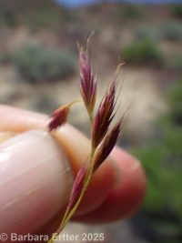 six-weeks fescue (<em>Vulpia octoflora</em>)