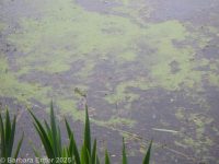 Columbian water-meal (<em>Wolffia columbiana</em>)