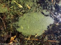 Columbian water-meal (<em>Wolffia columbiana</em>)