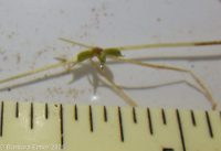 horned pondweed (<em>Zannichellia palustris</em>)
