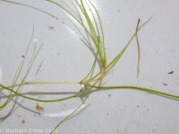horned pondweed (<em>Zannichellia palustris</em>)