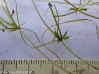 horned pondweed (<em>Zannichellia palustris</em>)